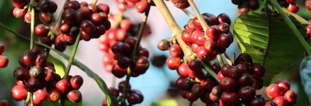 high arabica prices